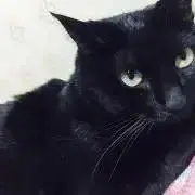 スズの画像