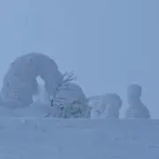 ariの画像