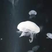 hakoの画像