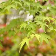 青紅葉の画像