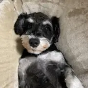 らてまり