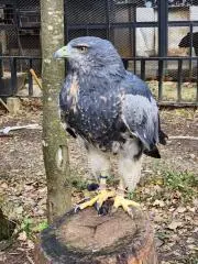 エリンギの画像