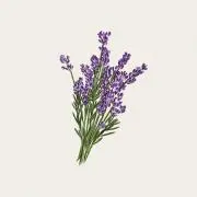 lavenderの画像