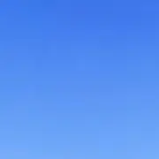ヤシの木