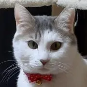 ボラム
