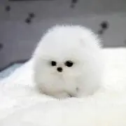キキララ