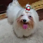 あみ