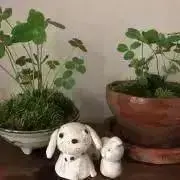 Meruru.の画像