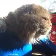 土瓶蒸し