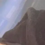 柚の画像