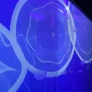 SIKの画像