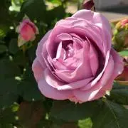 ノコチャンの画像