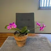 ちゃとみの画像