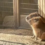 カピバラ