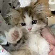 エリカ