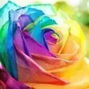 ROSE♡＊＊