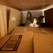 ゆみにゃー