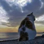 ふくふくHNの画像