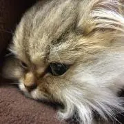 moro