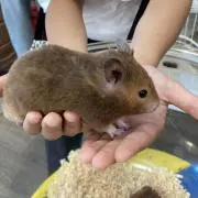 ゆーママの画像
