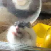 じゃがいもの画像