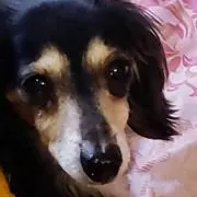 ジュジュの画像