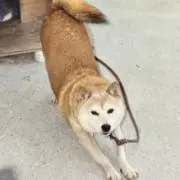 つばめの画像