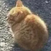 かなの画像