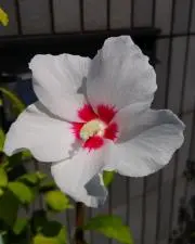 Joですの画像
