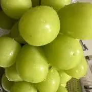 ますみの画像