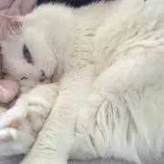 KINGの画像