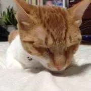 ねっこの画像