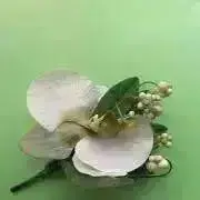 Buttercupの画像