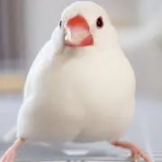 ボブ