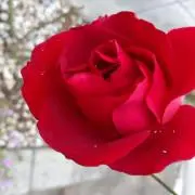 ★くみちゃん激安ショップ★の画像