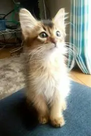 saya
