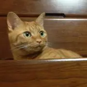juniku