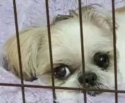 めーちゃん