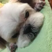 しん
