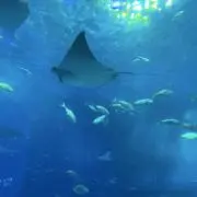 アロハ06の画像