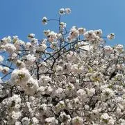 さくら　断捨離はじめました！の画像