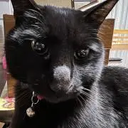 ごまの画像