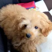 ピーチ