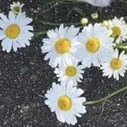 みんと♪プロフをご覧くださいの画像
