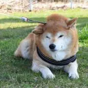 Non