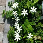 アリエルの画像