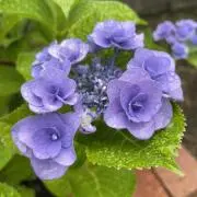 erimaruの画像