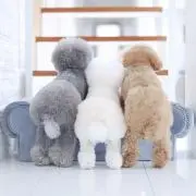 ꧁꒰ঌ  ℒaℒa  ໒꒱꧂の画像
