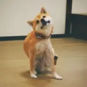 01の画像