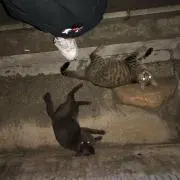 Sの画像